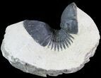 Paralejurus Trilobite Fossil - Foum Zguid, Morocco #68607-1